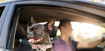 Aunque no está prohibido, llevar al perro delante requiere que vaya bien sujeto y sin distraer al conductor&nbsp;