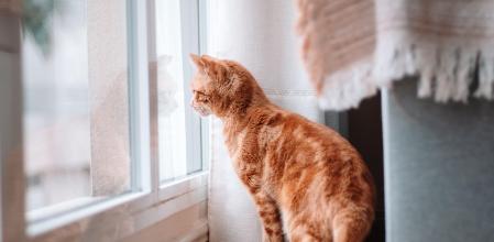 Pilar Guerrero, veterinaria: “Los gatos no avisan cuando están estresados, pero lo acumulan sin dar señales”