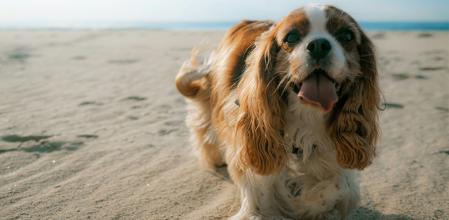 Es necesario poner especial atención en el cuidado de nuestras mascotas para evitar que se deshidraten o puedan sufrir un indeseado golpe de calor
