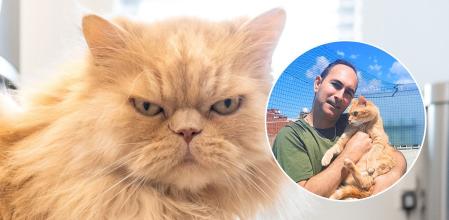 El comportamiento de los gatos explicado desde su naturaleza y no desde la moral humana.&nbsp;