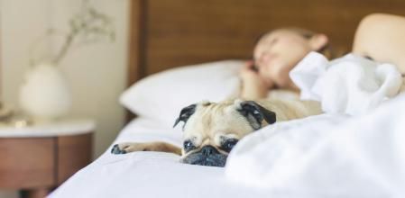 Perro durmiendo en la cama