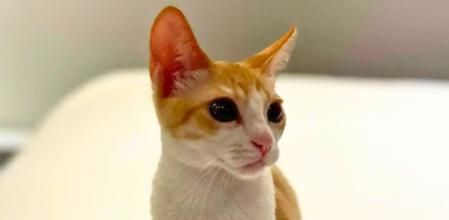 Meli busca una familia. 