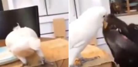 La hilarante alianza que se forma entre un pájaro y un doberman para conseguir comida: “Trabajo en equipo”