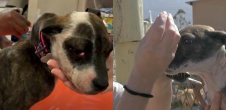 El peludo fue rescatado por su nueva tutora