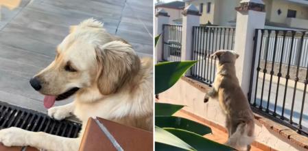 La bonita reacción de un golden retriever cuando se entera que va a ir su mejor amigo a su casa: “Se emociona igual que un niño”