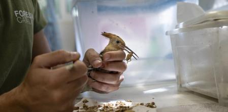 Un trabajador del centro de recuperación de fauna salvaje de Torreferrussa, en Santa Perpètua de Mogoda, alimenta a una abubilla