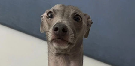 El perro, según su dueña, solamente es poco fotogénico