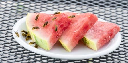 Avispas atacan un plato de sandía