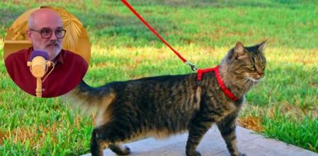 El etólogo subraya que no es imprescindible sacar a los gatos a la calle para que estén felices
