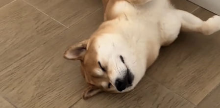 Este shiba es la viva imagen de la tranquilidad