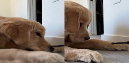 El animal se lo pasa en grande