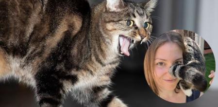 “Un gato se ha visto forzado a compartir su espacio y sus recursos con otro que no es de su agrado”, explica