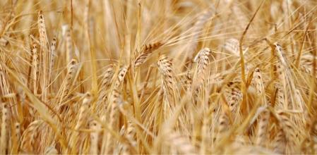 Los resultados del estudio demostraron que este hongo fue capaz de mejorar los valores nutricionales de trigo.