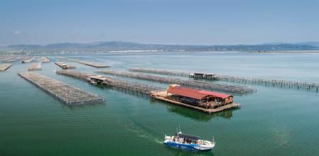 Las mejilloneras de la bahía del Fangar, en el delta de l’Ebre