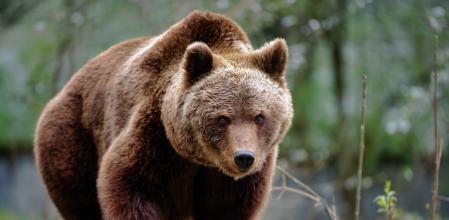 El oso pardo es la especie más famosa del parque nacional de Somiedo (Asturias)