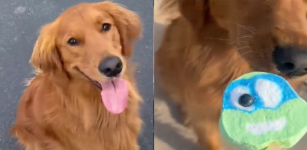 La perra reaccionó en cuanto su abuela habló de encargar uno de las Tortugas Ninja justo cuando llegó el camión.