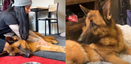 El pastor alemán tiene problemas de movilidad