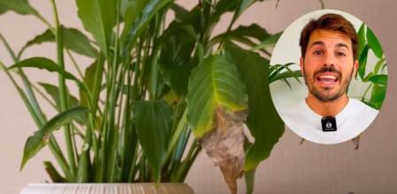 Pedrera insiste en que la sequedad del aire en interiores es el factor más habitual detrás de estas manchas