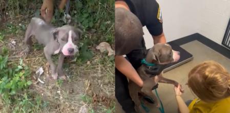 Cora fue salvada tras ser abandonada por sus anteriores dueños