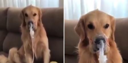 La enternecedora historia de Fred, un golden retriever con asma que fue rescatado por una familia tras ser abandonado: “El amor puede sanar incluso las heridas más profundas”