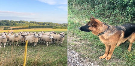 El perro sale huyendo a la que puede