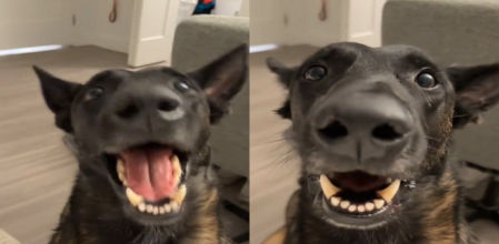 Este perro vive como pocos el heavy metal