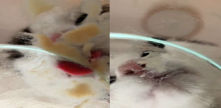 El gato baja del sofá y se va directo a lamerlo