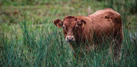 Ternero con esa mirada curiosamente tímida.