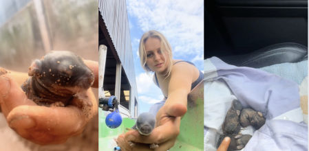 Rescató a tres crías