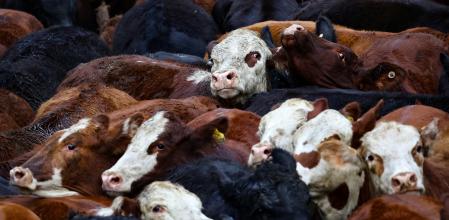 El sector vacuno francés está preocupado por la entrada de nuevos productos de países como Argentina