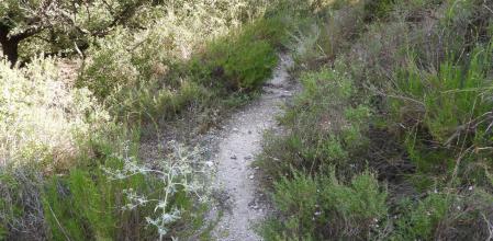 Reto visual: ¿Eres capaz de ver a la mariposa?