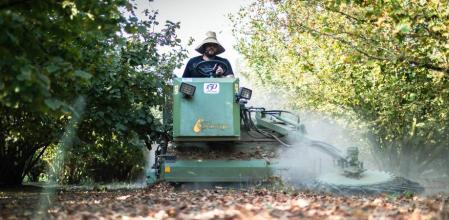 Campanya de plega de l'avella. Una de les pitjors campanyes de la història per les conseqüències de tants anys de sequera i la crisi profunda del sector