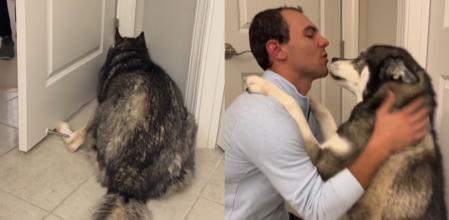 La sorprendente reacción del husky