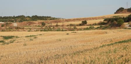 Reto visual: ¿Eres capaz de encontrar al buitre?