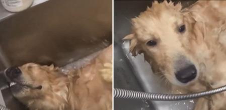 La hilarante cara de relajación que pone un golden retriever cuando le están dando un baño: “Estoy cansado jefe”