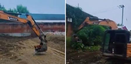 La hilarante escena en la que un perro se divierte jugando con una excavadora: “Estoy muerta de amor”