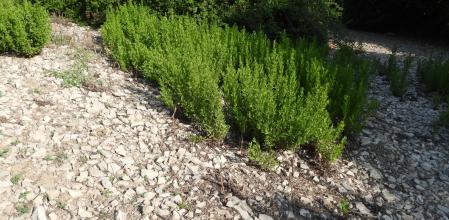 Reto visual: ¿Eres capaz de ver a la libélula?