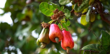 Anacardium occidentale