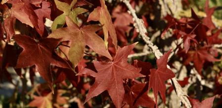 Árbol vestido de otoño en Palafrugell.