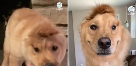 La historia de Rae, una golden retriever que nació sin oreja izquierda y que provocó que la derecha se moviera hacia el centro: “Es igual de bonita”