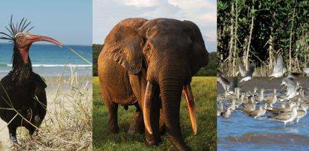 Esta es la edición número XX de los Premios Fundación BBVA a la Conservación de la Biodiversidad