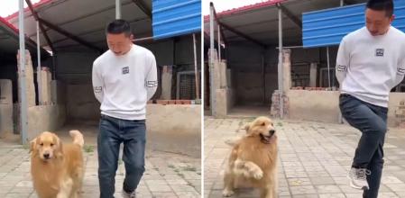 La gran capacidad de un golden retriever para imitar una coreografía de baile junto a su dueño: “K-Dog”