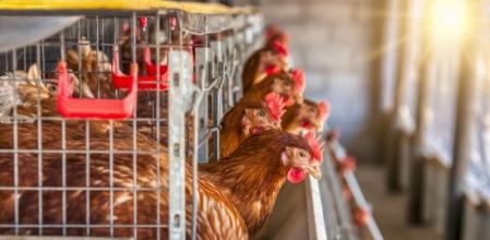 El Colegio de Veterinarios de Valladolid recuerda que es “muy excepcional” que el virus de la gripe aviar afecte a las personas