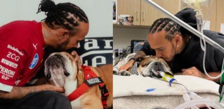 Lewis Hamilton se despide de su perro