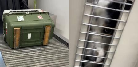 El personal de un aeropuerto coge el transportín donde viaja un perro y lo lanza como cualquier maleta