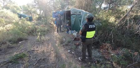 Los Mossos desmantelan una planta de marihuana en espacio protegido.