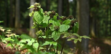 Vincetoxicum nakaianum, la especie de arbusto endémico de Japón objeto del estudio.
