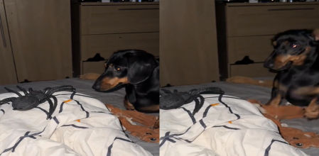 El perrito reaccionó como si le fuera la vida en ello