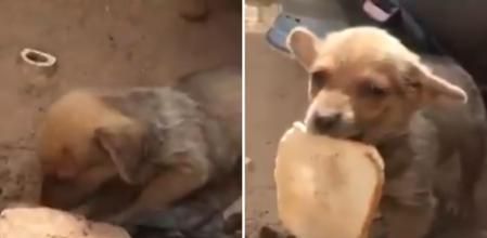 La emotiva escena de un perrito abandonado en Sudáfrica que comparte comida con la gente que le rescató: “Su corazón es más grande que su cuerpo”