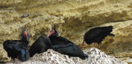 Ejemplares en libertad en una colonia de Cádiz, donde ya hay tres colonias sedentarias consolidadas